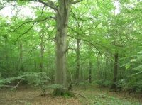 Dunstan Wood