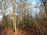 Egerton Wood - SOLD