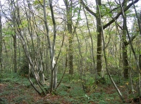 Elfric Wood - SOLD