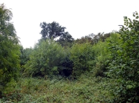 Far Ash Wood