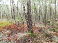 Finery Wood - SOLD