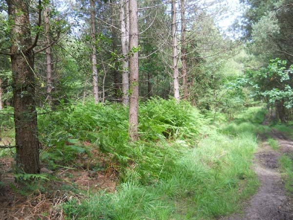 Flag Wood
