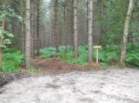 The old wood bank