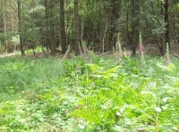 Flag Wood