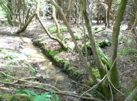 Flag Wood