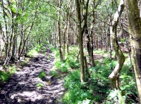 Flag Wood