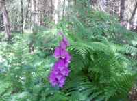 Flag Wood