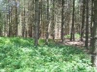 Flag Wood