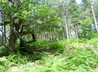 A rabbit home
