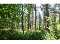 Fletching Wood - SOLD