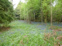 Flock Wood