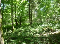 Forge Wood - SOLD