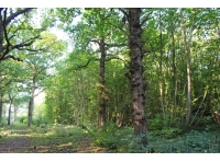 Franklin Wood - SOLD
