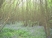 Frow Wood