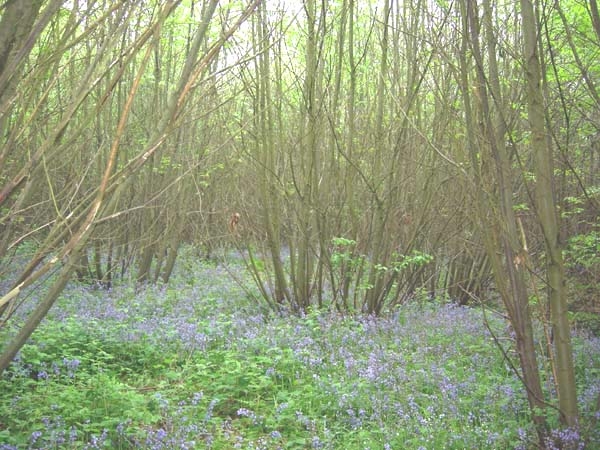 Frow Wood - SOLD