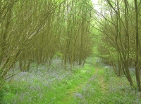 Frow Wood