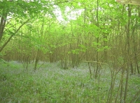 Frow Wood