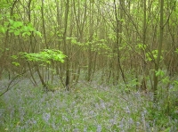 Frow Wood