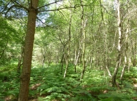 Gantry Wood