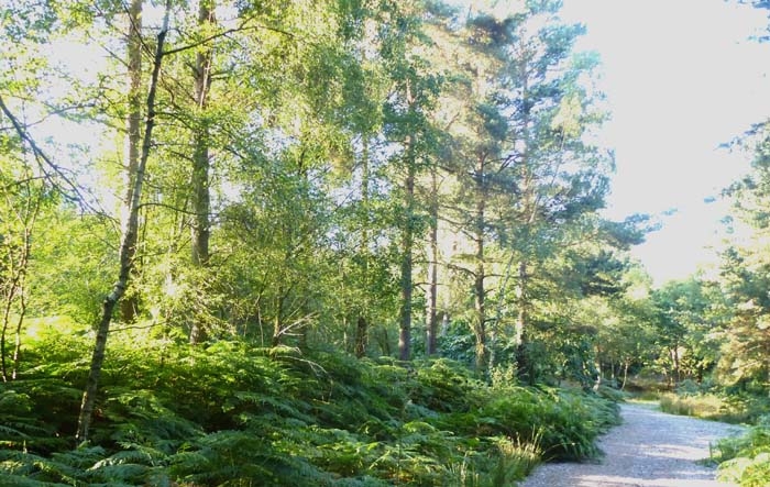 Gauge Wood