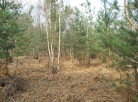 Gauge Wood