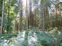 Gauge Wood