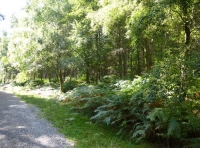 Gauge Wood