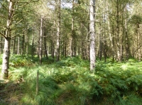 Gauge Wood