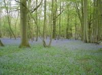Great Brandy Wood - SOLD