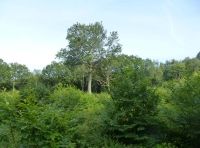 Grist Wood