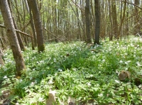 Herd Wood - SOLD