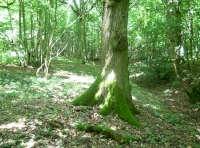 Hock Wood - SOLD