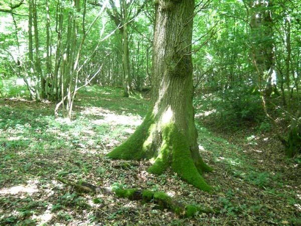Hock Wood