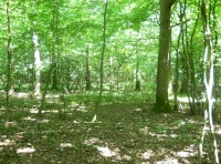 Hock Wood