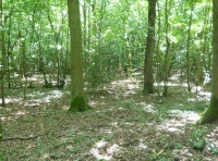 Hock Wood