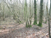 Hock Wood