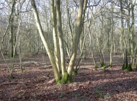 Hock Wood