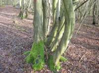 Hock Wood