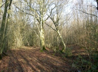 Seasonal stream and woodbank on the eastern boundary