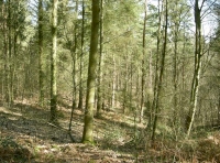 Hogshead Wood - SOLD
