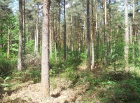 Hoppy Wood