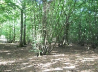 Horn Wood - SOLD