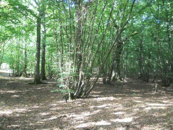 Horn Wood - SOLD