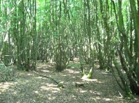 Hornbeam coppice