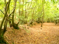 Horn Wood - SOLD