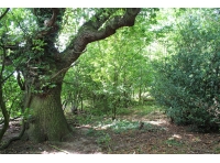 Host Wood - SOLD