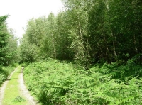 Hudson Wood