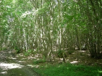 Hudson Wood photo 2