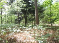 Douglas fir in Inner Saunders Wood