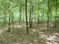 Inner Saunders Wood - SOLD
